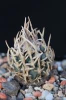 Pediocactus peeblesianus ssp. menzelii RP 116